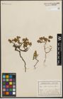 Foto von Salix herbacea L.